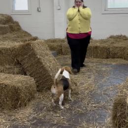Beagle All Grown Up from Knappogue Beagles