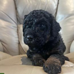 Frasier - Phantom male Bernedoodle puppy in Sherman, Illinois from Shirl Doodle Life