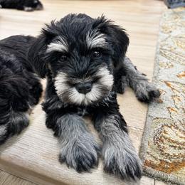 Tan Collar - Black and silver male Miniature Schnauzer puppy in Houston, Texas from Silver Paw Ranch