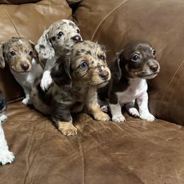 Dachshunds from Josh Cheek