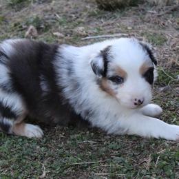 Quest - Blue merle male Australian Shepherd puppy in Kansas, Oklahoma from Windy G Farm