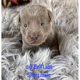 Ref - Chocolate male Labrador Retriever puppy in Sullivan, Missouri from O’Dell Labs