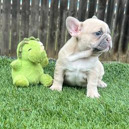 Summer - Fawn and white female French Bulldog puppy in Grand Prairie, Texas from Avelar’s Top Shelf Frenchies