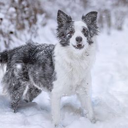 Pink - Border Collie