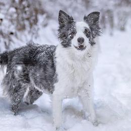 Pink - Border Collie