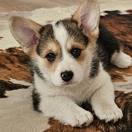 Emmy Lou Too - Pembroke Welsh Corgi