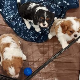 Cavalier King Charles Spaniel Puppies from Brookstone Farm