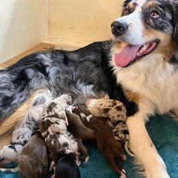 Australian Shepherd puppies from Skyray Aussies