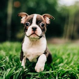 Rémy - Red male Boston Terrier puppy in Tampa, Florida from Olive & Co. Boston Terriers
