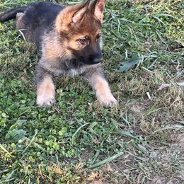 Green - Sable male German Shepherd puppy in La Follette, Tennessee from Moore German Shepherds