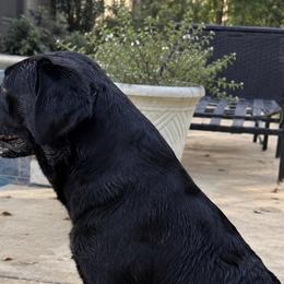Labrador Retrievers from Coosa Kennels
