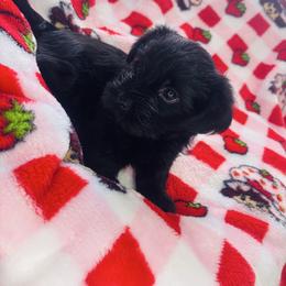 Onyx - Black and tan male Yorkshire Terrier puppy in Aurora, Illinois from YorkieLux