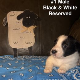 Boy 1 - Vince - Tri-color male Border Collie puppy in Liverpool, Pennsylvania from Breezy Acres Stock & Sporting Dogs