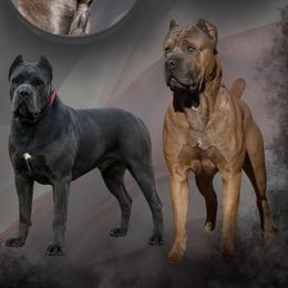 Cane Corso from Liberty Corsos