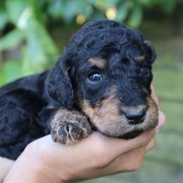 Cosmo - Phantom male Goldendoodle puppy in Palmetto Bay, Florida from SOMIDOODLES
