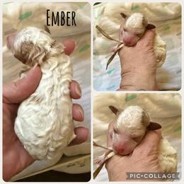 Ember - Red  female Poodle puppy in Mount Vernon, Illinois from AMC Poodles