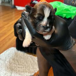Boy 4 - Black gold and white male Shih Tzu puppy in Memphis, Tennessee from Lady Class Kennel