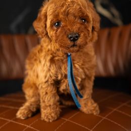 Bernedoodle, Cavapoo, Goldendoodle, and Poodle Puppies from Wasatch Pup