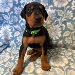 Margaret - Black and rust female Doberman Pinscher puppy in Coplay, Pennsylvania from By My Side Germans Shepherds & Dobermans