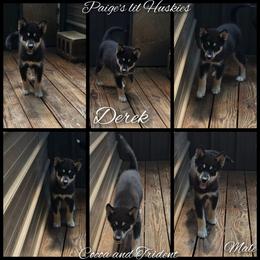 Derek - Black tan and white male Siberian Husky puppy in Bloomfield, Indiana from Paiges lil huskies