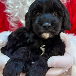 Joy - Black and chalk female Australian Labradoodle puppy in Matthews, North Carolina from Weddington Labradoodles