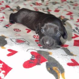 Boy 1 - Black and cream male Dachshund puppy in Pierson, Florida from Paige’s Mini Dachshunds