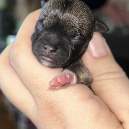 Girl 1 - Black sabled fawn female Chihuahua puppy in New Castle, Delaware from Sasha’s Elite Kennel LLC
