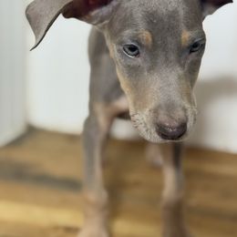 Farrah - Silver female Great Dane puppy in Hutchinson, Kansas from Dappled Danes