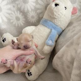 Tiny Cream boy - Cream male Pomeranian puppy in Kelso, Washington from Highlander Pomeranians