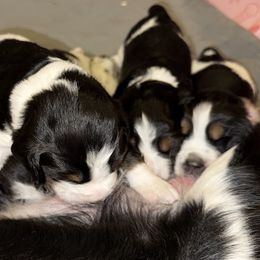 English Springer Spaniel puppies from Stormin Pine and Prairie Springers