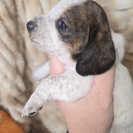 Toasty - Brindle female Dachshund puppy in Riverdale, Utah from Behive Doxies