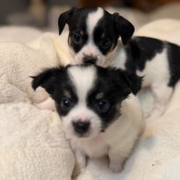 Chase - Black and white male Chihuahua puppy in Amity, Pennsylvania from Rhoda and Verna