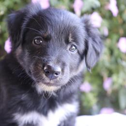 Girl 1 - Black tri-color female Australian Shepherd puppy in Hillsboro, Ohio from Sugar Grove Farms