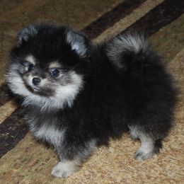Pomeranians from ShowPomeranians