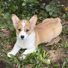 Ginger Spice - Red female Pembroke Welsh Corgi puppy in Fellowship, Florida from Newlands Insane Danes and Corgis