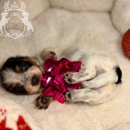 Queen - Black and tan female Dachshund puppy in Nampa, Idaho from 208 Dox Dynasty