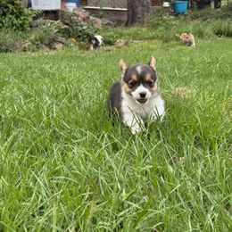 Pembroke Welsh Corgi Puppies from Sherwood Acres Pembrokes