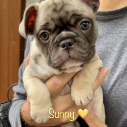 French Bulldog Puppies from Piper’s Pups