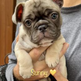 French Bulldog Puppies from Piper’s Pups