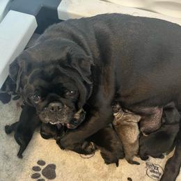 Black Boy 2 - Black male Pug puppy in Hemet, California from Greek God Pugs