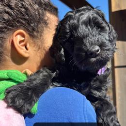Valentina - Black female Australian Labradoodle puppy in Richmond, Kentucky from Happy Time Doodles