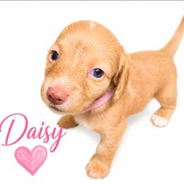 Daisy - Fawn (Isabella) female Dachshund puppy in Vacaville, California from SchmooterBabies