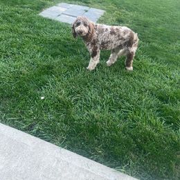 Paisley - Goldendoodle