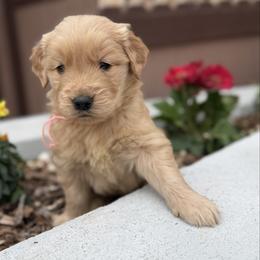 Pink - Golden female Golden Retriever puppy in Paulden, Arizona from Carefree Samoyeds & Deserthills Labradors