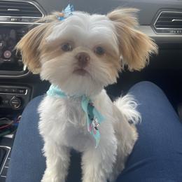 Shih Tzu Puppies from The Townsend Tzu