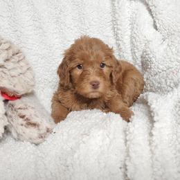 Gray - Red  male Goldendoodle puppy in Cumming, Georgia from Chattahoochee Kennels