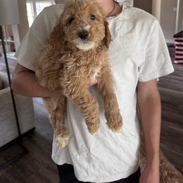 Female 2 General litter no individual photos yet - Cream female Goldendoodle puppy in Austin, Texas from Central Texas Doodles