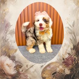 Frida - Chocolate merle female Bernedoodle puppy in Norcross, Georgia from Teddy Puppies