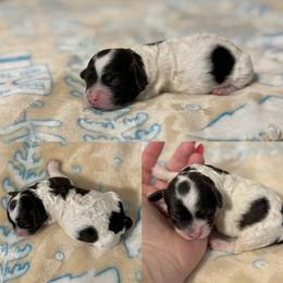 Evangeline - Brown female Cockapoo puppy in Lafayette, Louisiana from Kinkade Kennels
