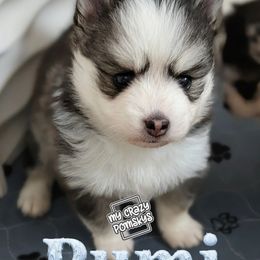 Rumi Female Blue Eyes - Black and white female Pomsky puppy in Hurleyville, New York from My Crazy Pomskys
